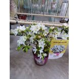 Large potted azalea bloom champion white