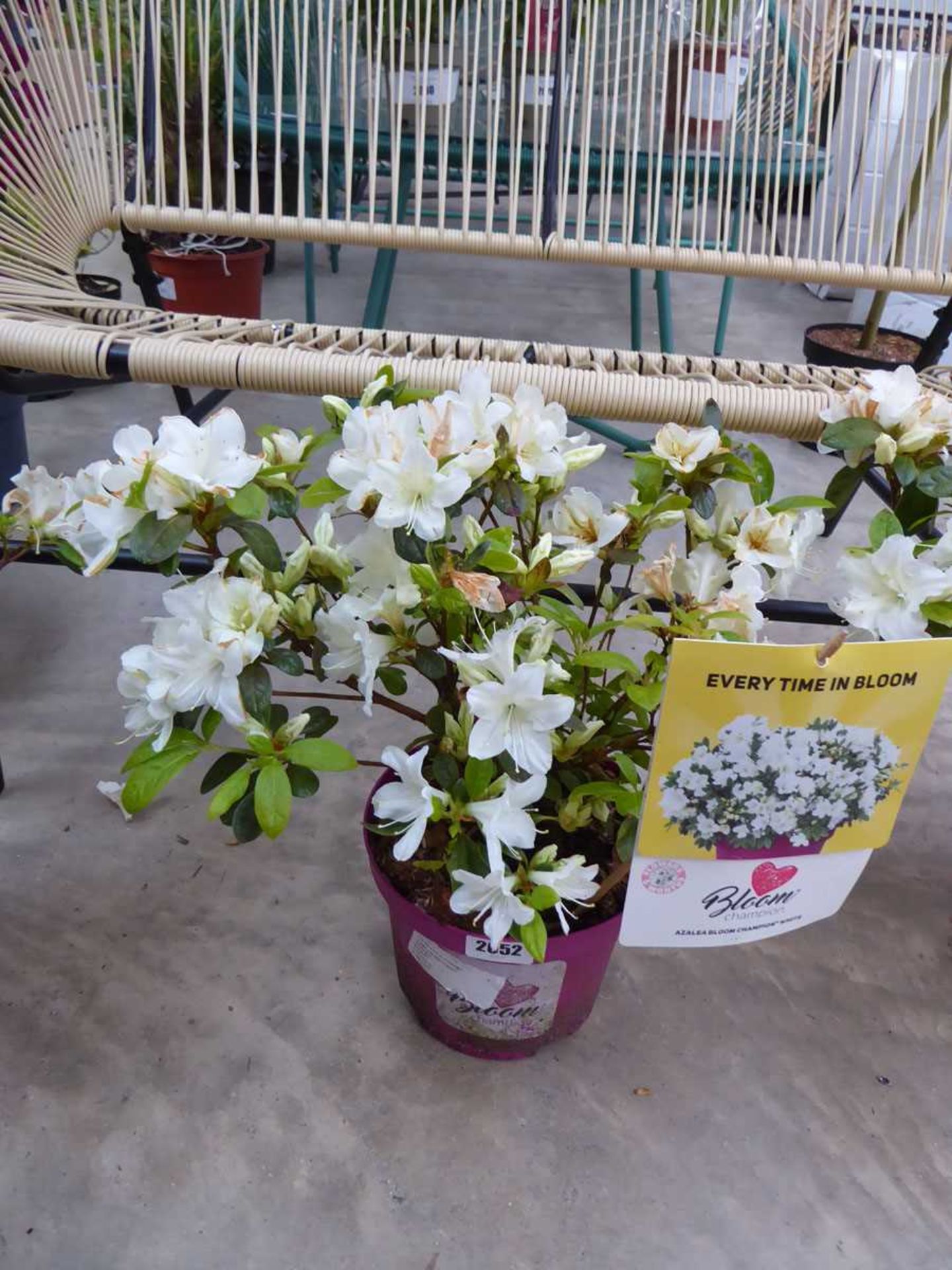 Large potted azalea bloom champion white