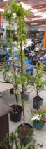 Potted Williams pear fruit tree