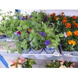 Tray containing 9 petunias