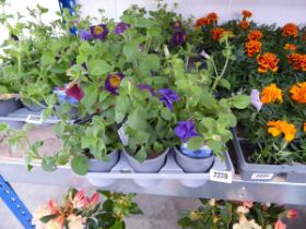 Tray containing 9 petunias