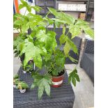 +VAT Potted Fatsia