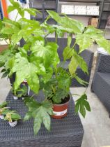 +VAT Potted Fatsia