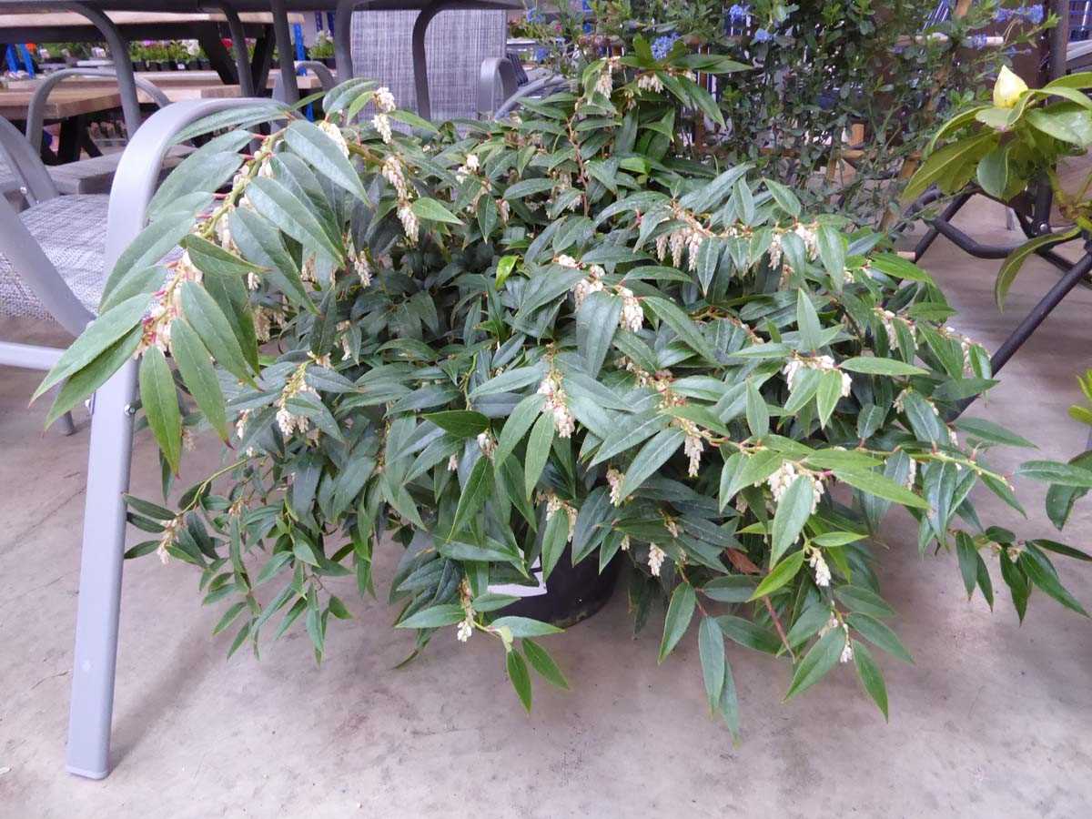 +VAT Large potted leucothe scarleta