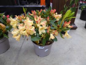 Potted Nancy Evans rhododendron