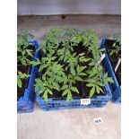 Tray containing 12 tomato plants