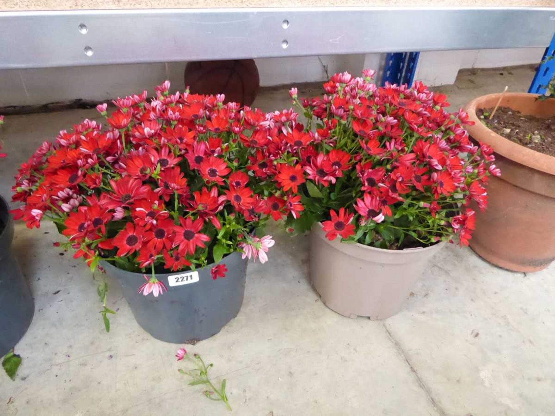 Pair of red flowering senniti planters