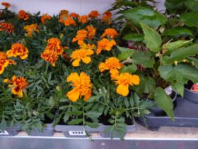 3 trays of marigolds