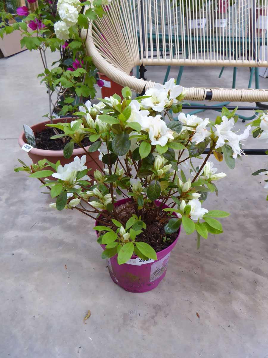 Large potted azalea bloom champion white