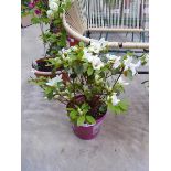 Large potted azalea bloom champion white