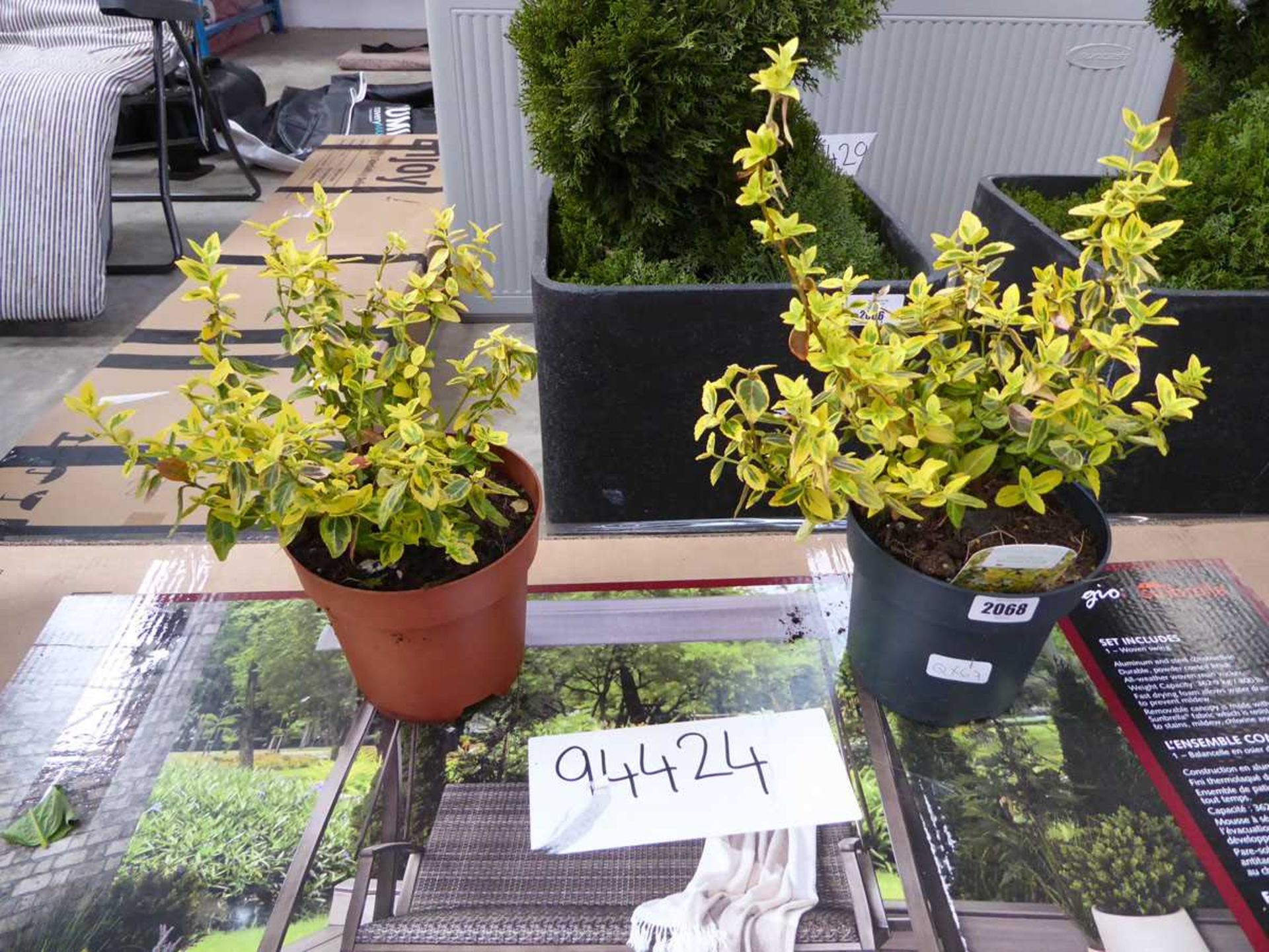 Pair of potted emerald 'n' gold euonymus