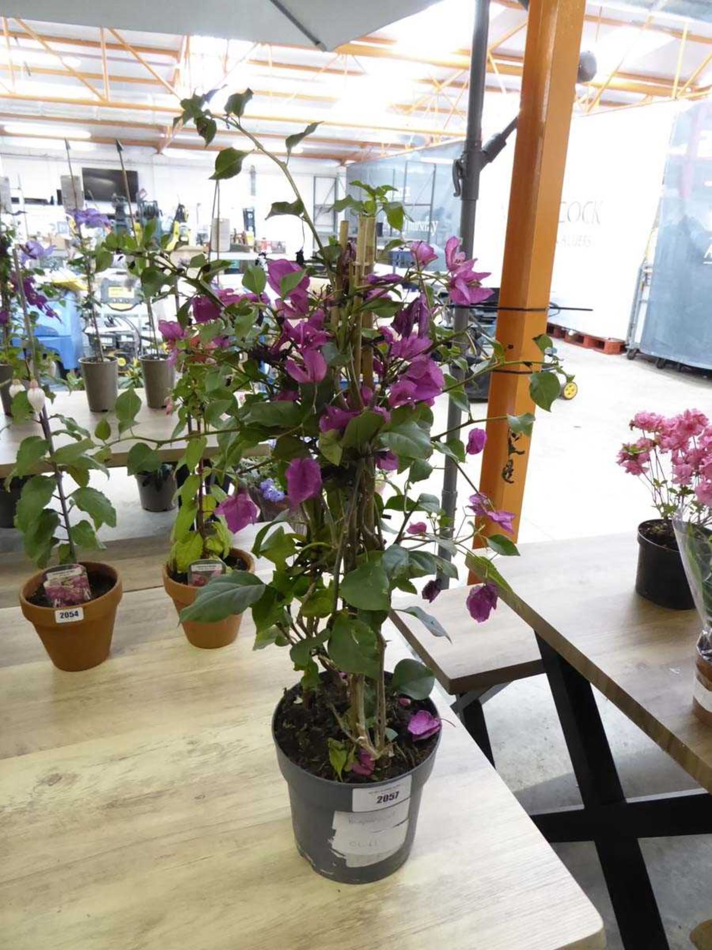 +VAT Potted bougainvillea