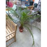 +VAT Large potted phoenix roebelenii palm