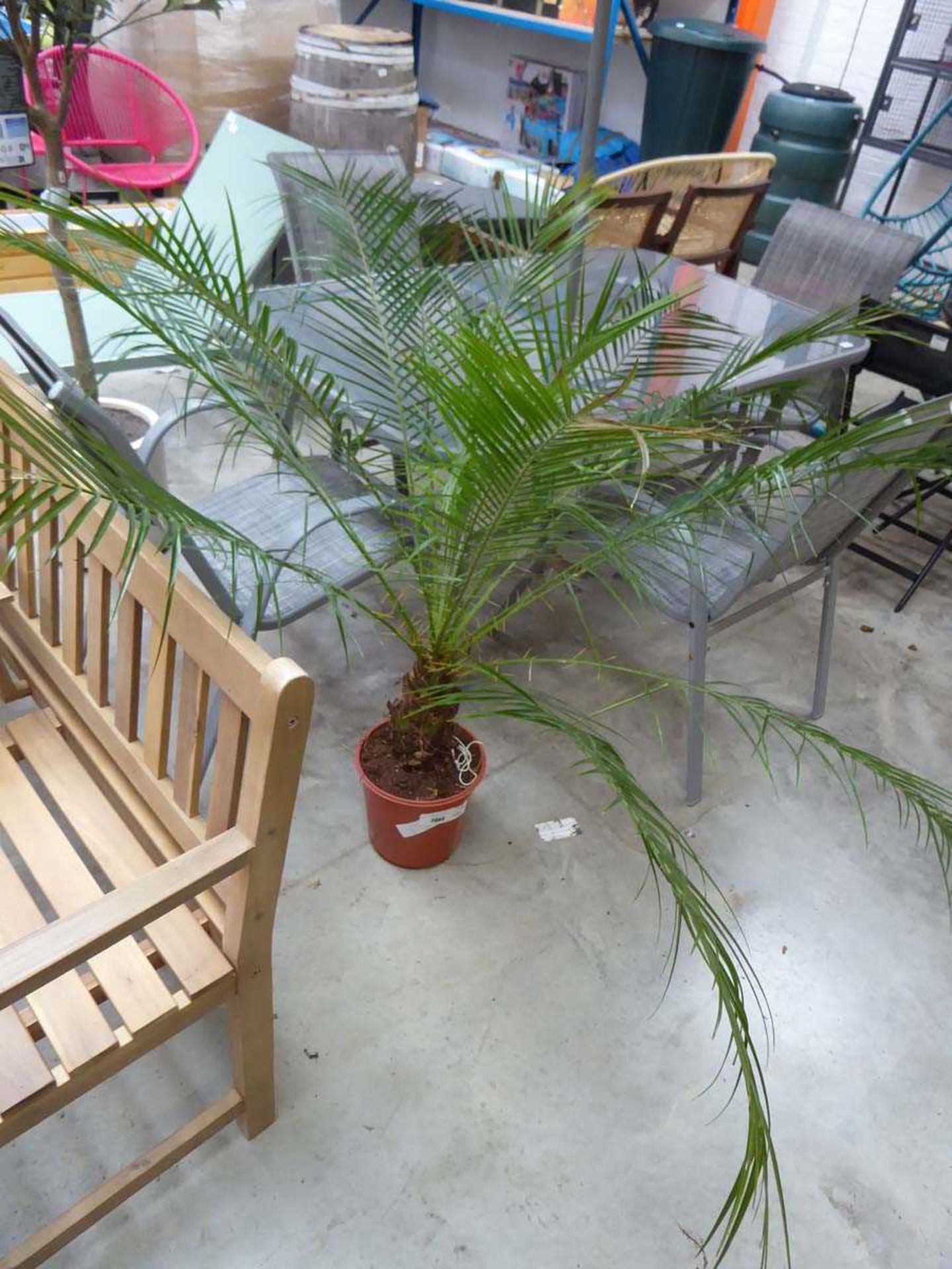 +VAT Large potted phoenix roebelenii palm