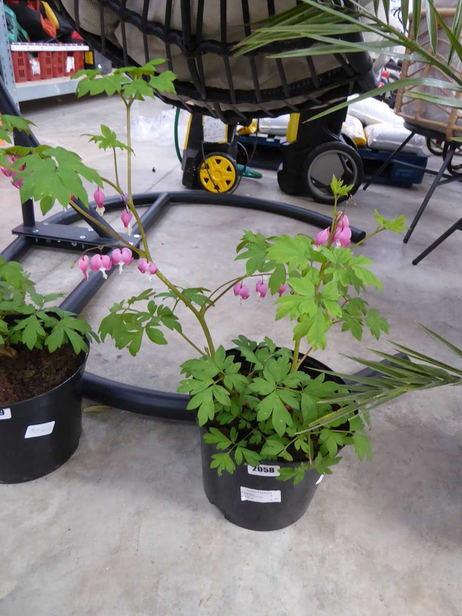 Potted bleeding heart