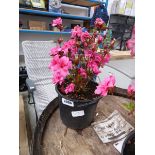 Potted pink flowering azalea