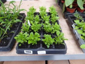 Quantity of white trailing lobelia (approximately 18 plants)