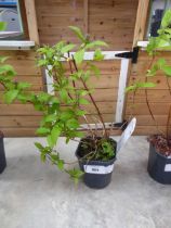 Potted deutzia strawberry fields