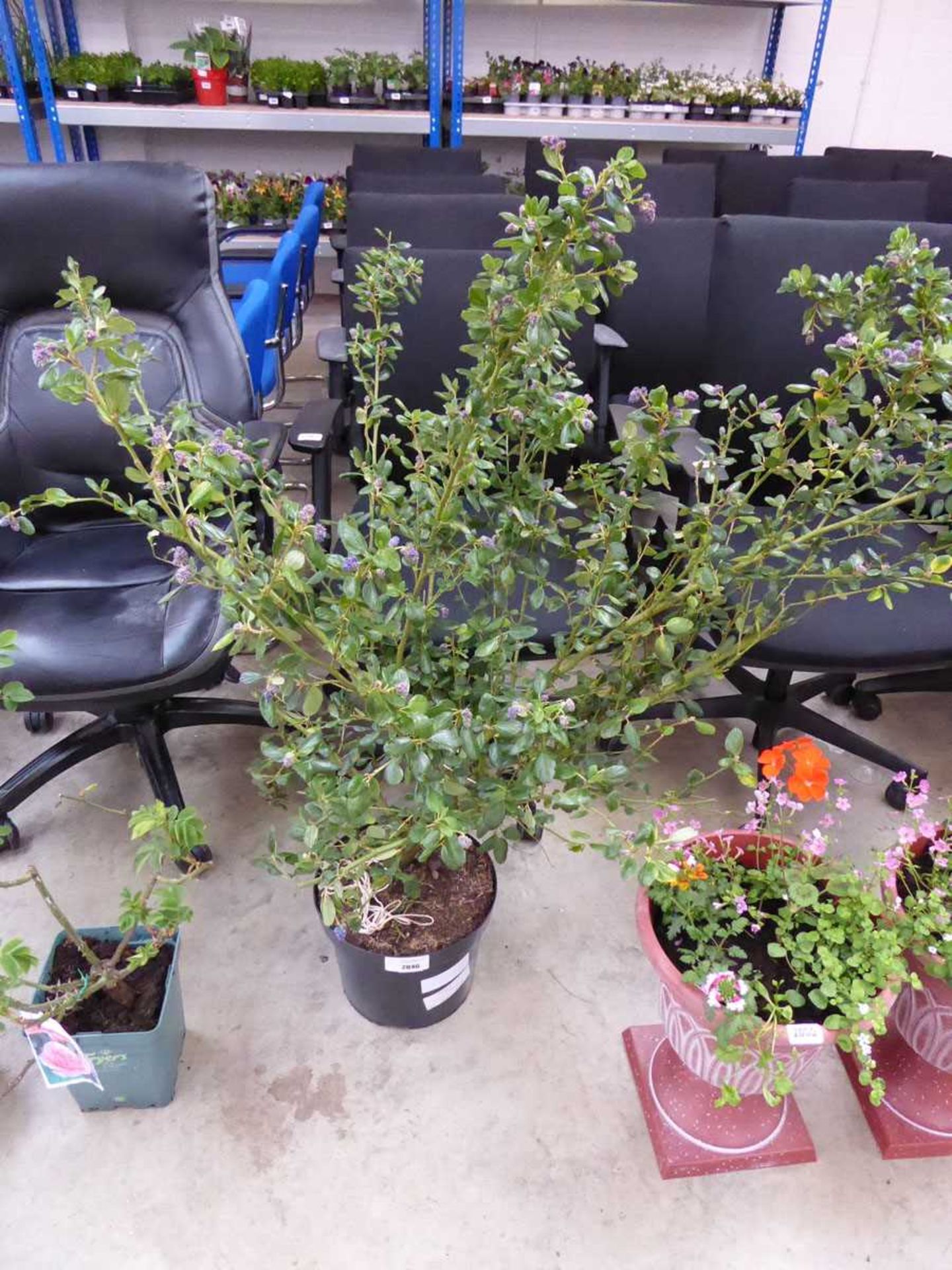 +VAT Large potted ceanothus yankee point