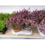 Tray containing 8 pots of heather