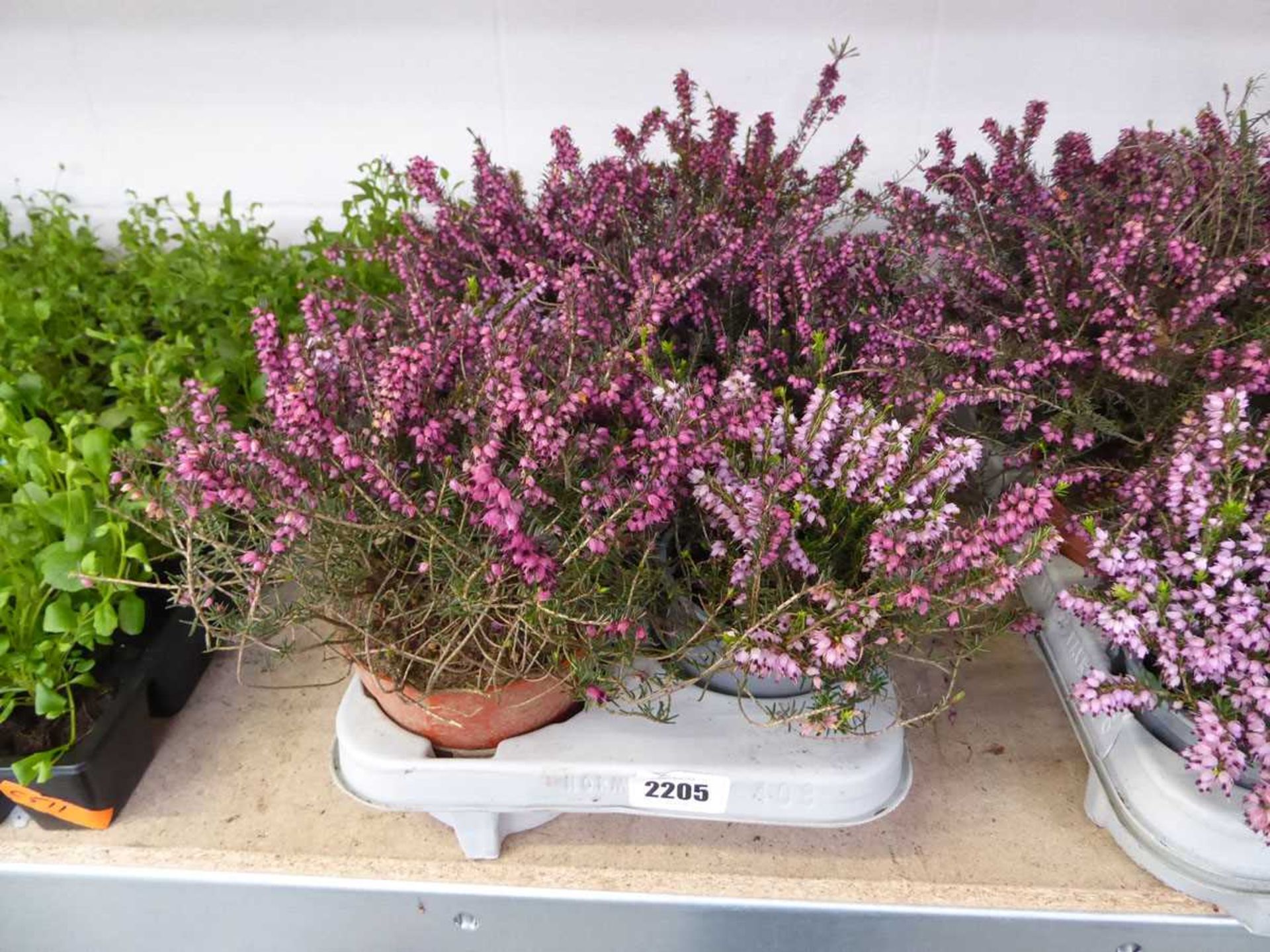 Tray containing 8 pots of heather