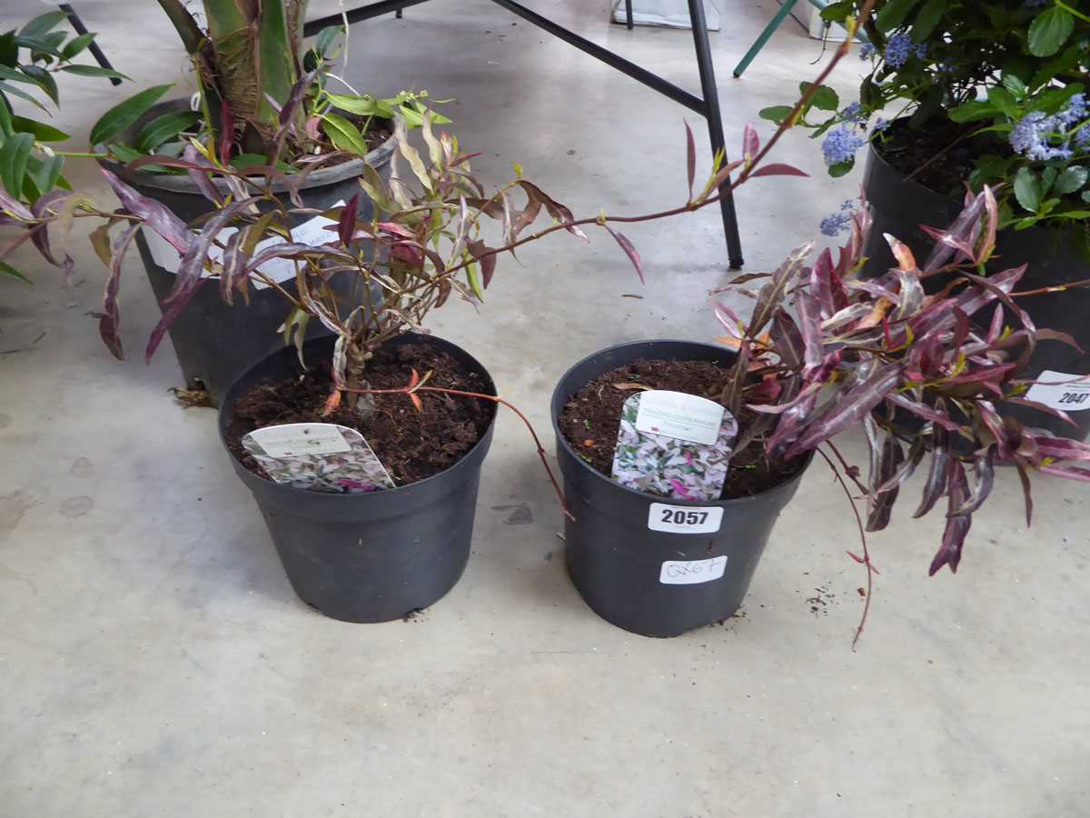 Pair of potted of trachelospermum tricolour