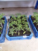 Tray containing 12 tomato plants