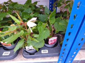 Tray containing 8 pots of trailing begonias