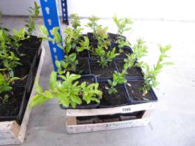 Tray containing 12 pots of acanthus