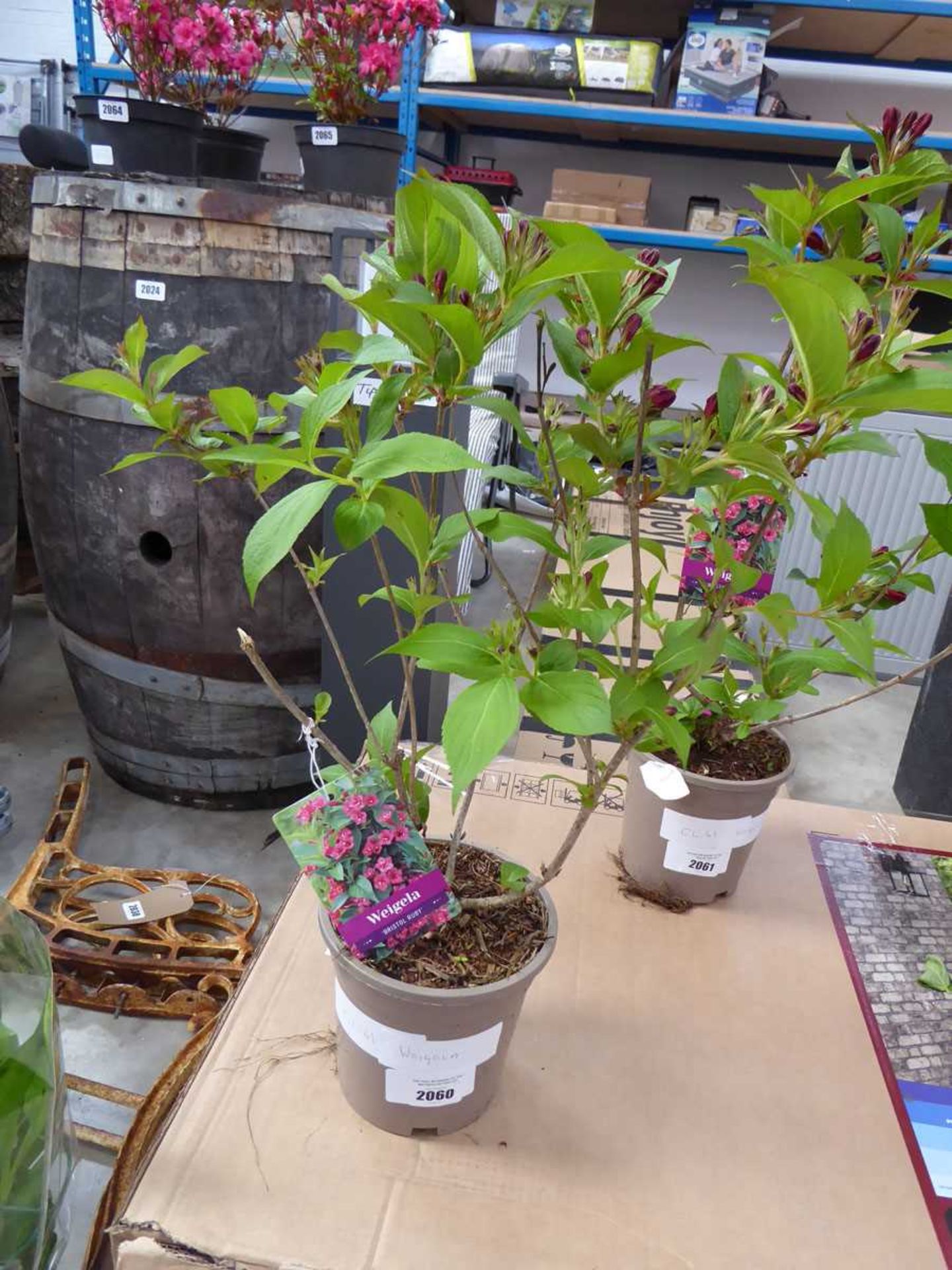 +VAT Potted bristol ruby weigela