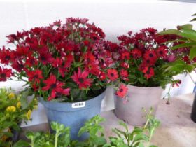 Pair of red flowering senniti planters