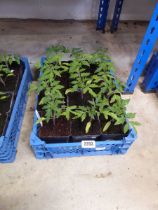 Tray containing 12 tomato plants