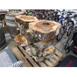 Pallet containing approx 12 cut silver birch tree stumps