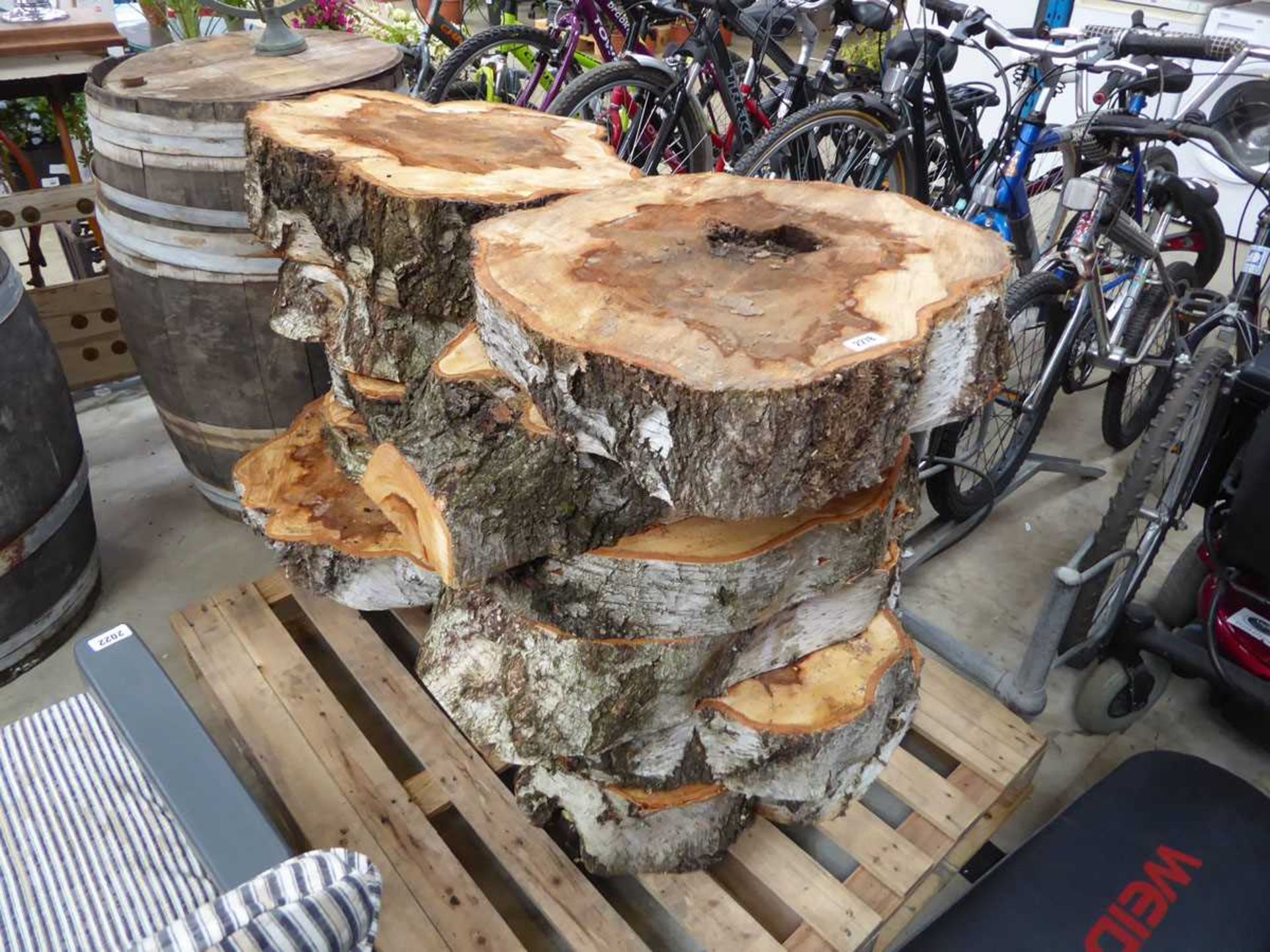Pallet containing approx 12 cut silver birch tree stumps