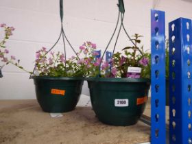 Pair of hanging baskets of mixed plants