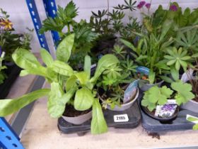 Tray containing 8 pots of mixed perennial plants incl. lupins, bergenia, lobelia, aconitum, etc.