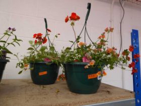 Pair of hanging baskets of mixed plants