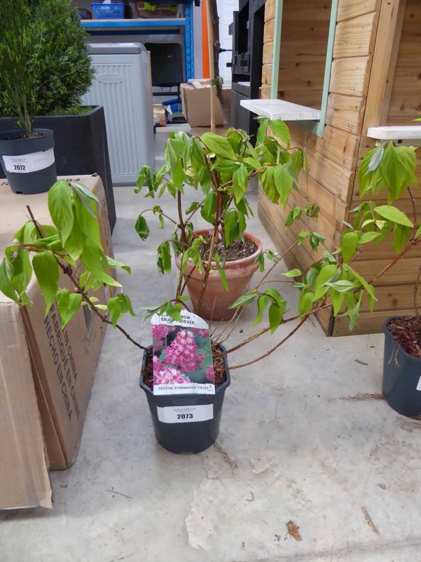 Potted deutzia strawberry fields