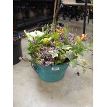 Green painted wooden barrel style planter containing mixed plants