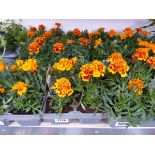 3 trays of marigolds