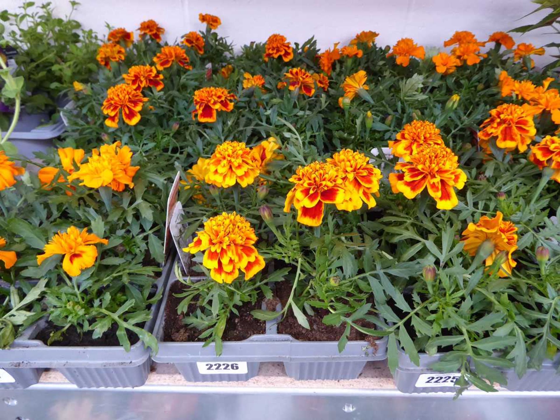 3 trays of marigolds