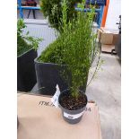 +VAT Potted cytisus