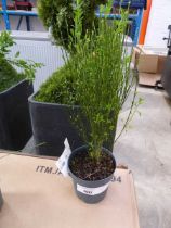 +VAT Potted cytisus