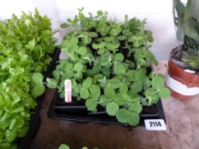 Tray containing 15 pots of green shaft peas