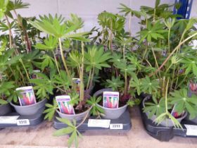 Tray containing 8 pots of lupins