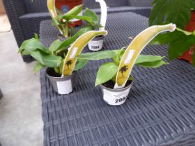 Pair of Young banana trees