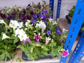 Tray containing 12 pots of petunias