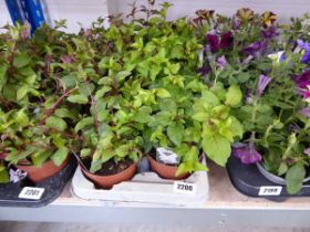 Tray containing 8 pots of mixed fuchsias