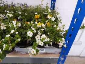 Tray containing 15 mixed perennial border plants incl. Golden Glory Bidens, white bacopa, white