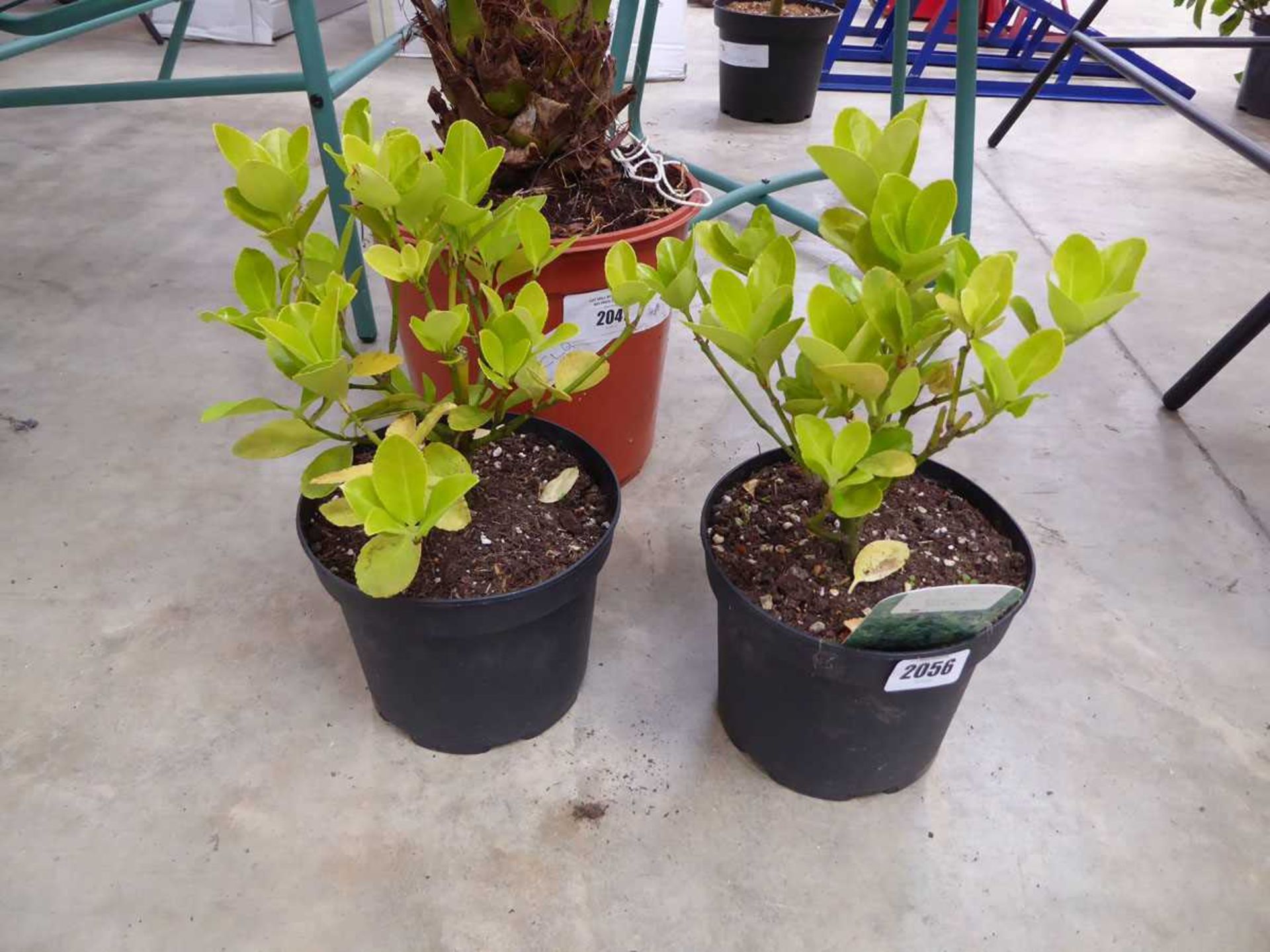 Pair of potted euonymus japonicas